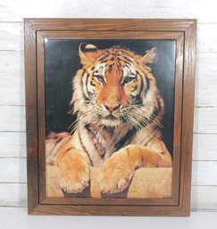 Framed Tiger Wildlife Print  Realistic Big Cat Portrait Wall Art  24.5'H X 20.5'W
