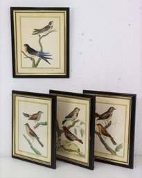 Four Elegantly Framed Vintage Scientific Bird Illustrations, Styled By Fleck Bros