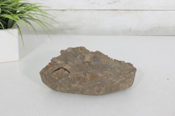 Vintage Fossil Stone Specimen  Natural Embedded Shells  6.5' X 5' Display Piece