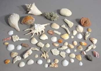 Group Lot Of Seashells