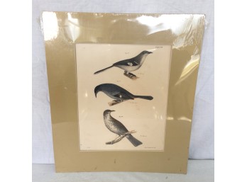 Antique Natural History Of New York Bird Print, Plate 39, C. 1843 Reprint