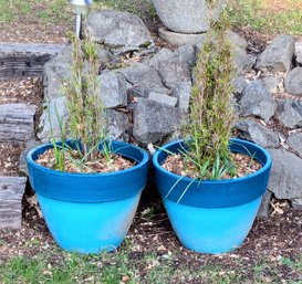 2 Arborvitae Plants In Blue Pots