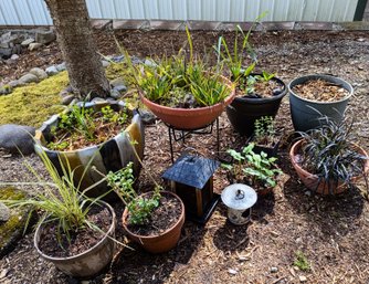 Potted Plants - Good Variety - Many Deer Resistant Species - Local Pick-up