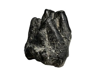 Large Authentic Fossilized Mastodon Tooth
