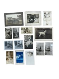 Antique Photographs Cabinet Cards And Real Photo Postcards Of Dogs Cats Parrots And Other Animals