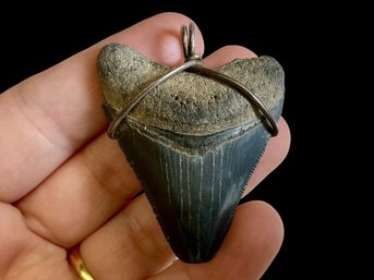 Massive Shark Or Megalodon Fossilized Tooth