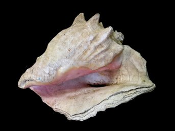 Giant Conch Shell