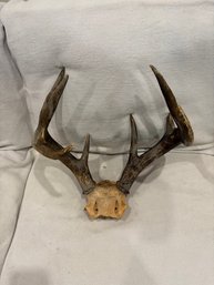 Vintage White Tail Deer 8 Point Rack With Scull Cap, Black In Color, Man Cave