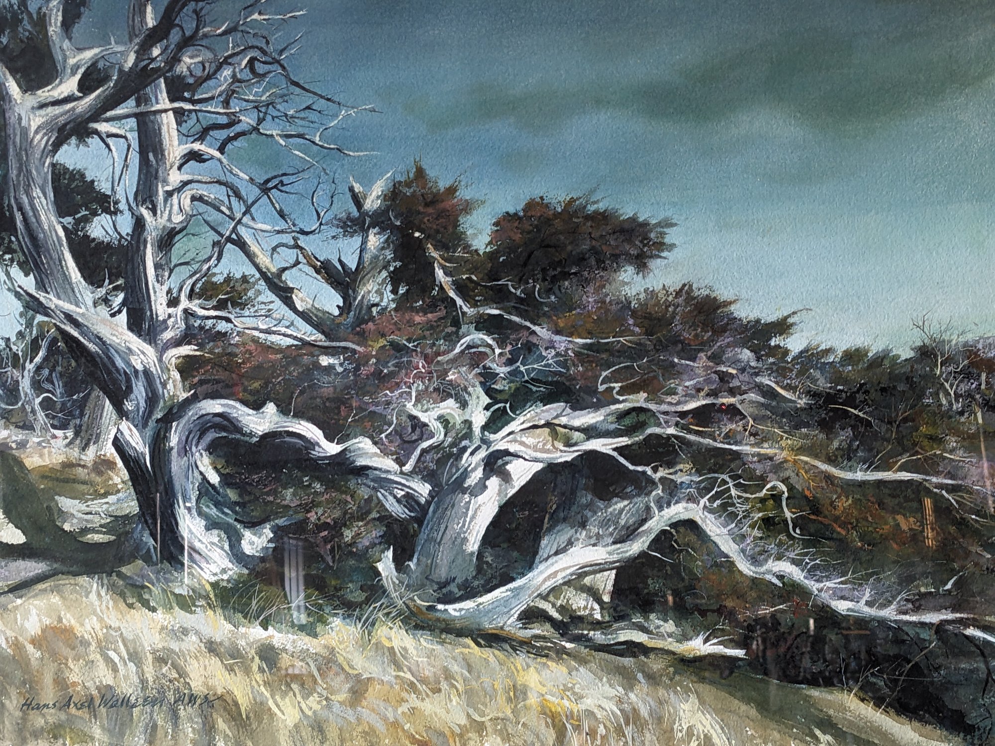 MERCY TREES オランダ写真家　Hans van Ommeren 写真集 Hans Axel Walleen American Watercolor Society Member Watercolor