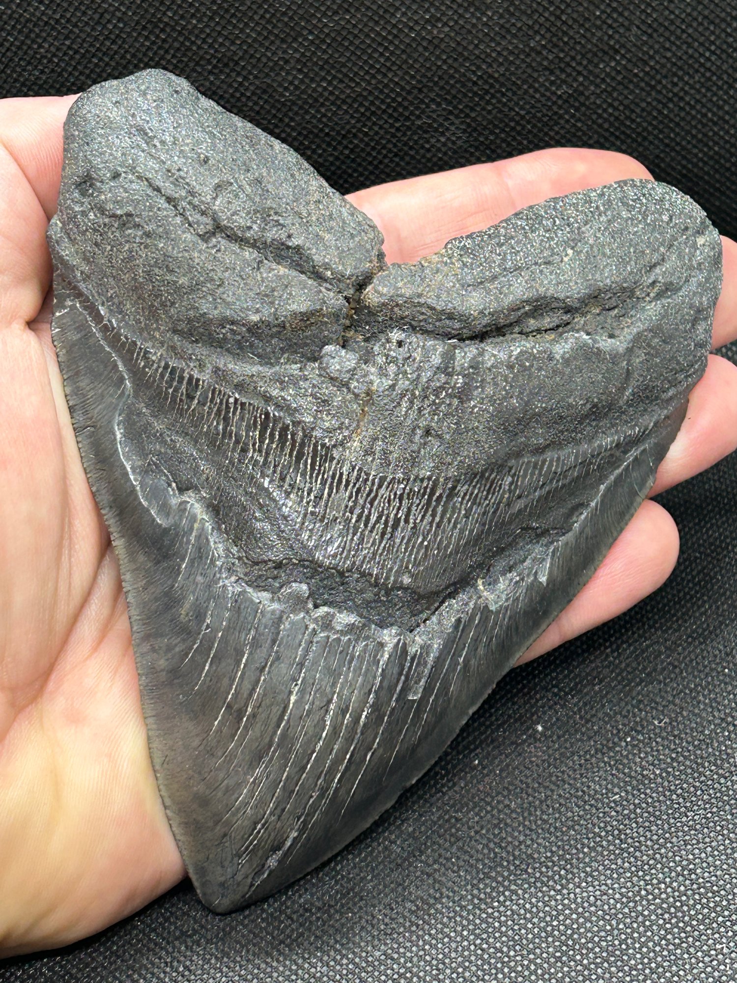 MASSIVE Fossil MEGALODON Shark Tooth- 5.81