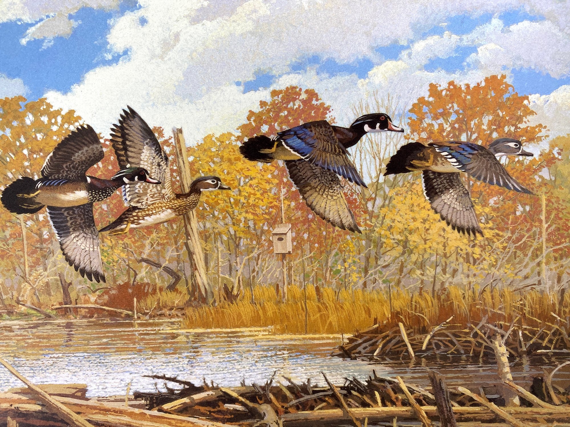 1987 And 1988 New York Migratory Bird Conservation Stamp And Prints