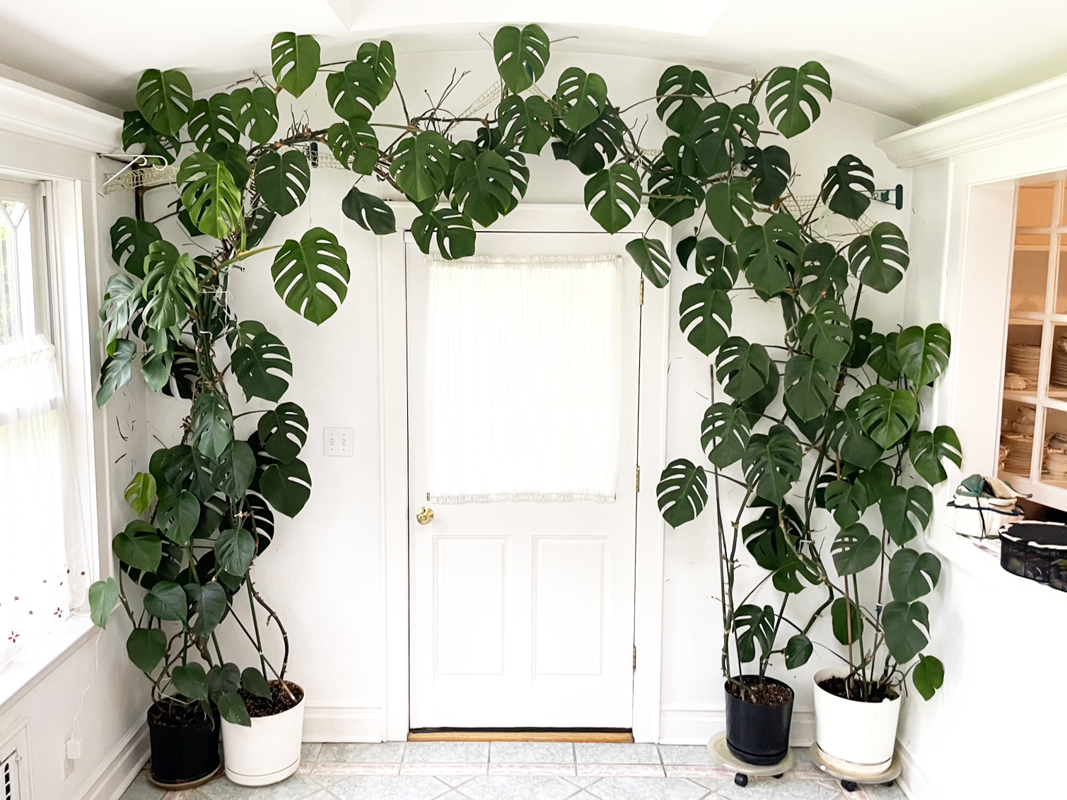 Four Large Monstera Deliciosa (Swiss Cheese Philodendron) Trellised, Potted  #40718078 | Auctionninja.com