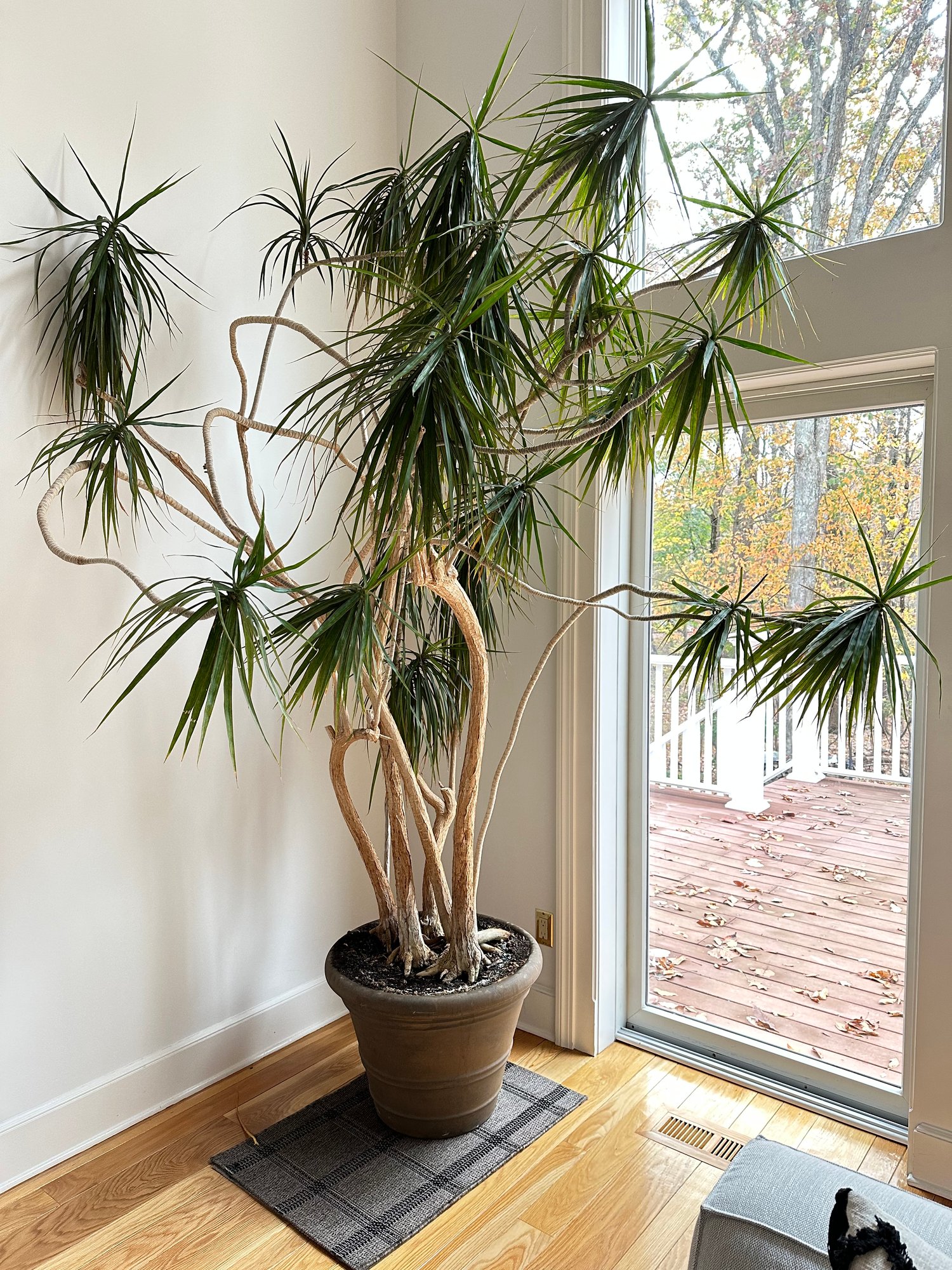 black gold philodendron uk Philodendron melanochrysum