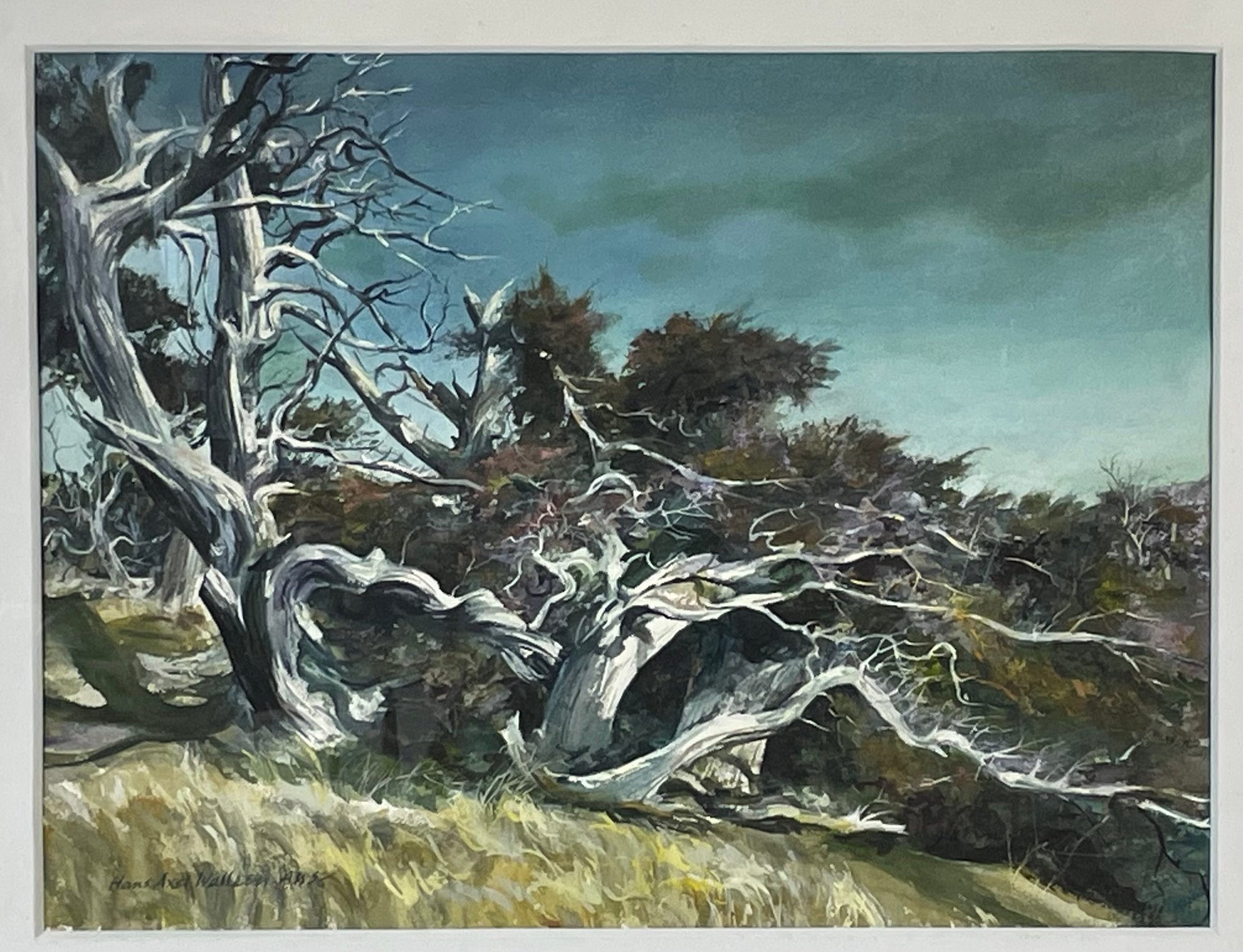 MERCY TREES オランダ写真家　Hans van Ommeren 写真集 Hans Axel Walleen American Watercolor Society Member Watercolor