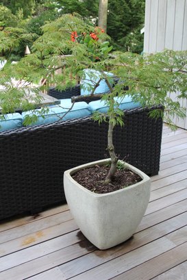 A Beautiful Green Weeping Laceleaf Japanese Maple Tree Potted In A Modern, Square Tapered Outdoor Planter