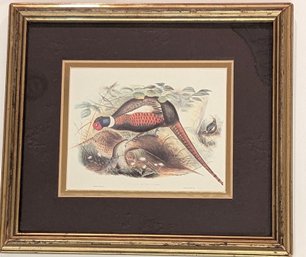 'Pheasant II': Vintage Ornithological Illustration Of Mongolian Pheasant