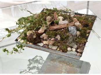 Table Top Plant Display