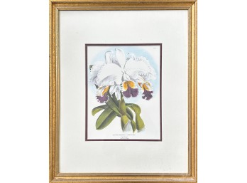 Floral Botanical Offset Print