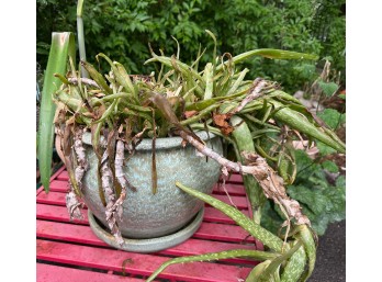 Green Ceramic Planter With Aloe Plant