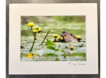 'Beaver And Water Lilies'  Color Photographic Print Signed