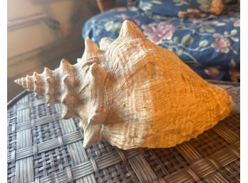 Large Bahamian Conch Shell