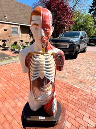 Clay Adams Anatomical Male Body