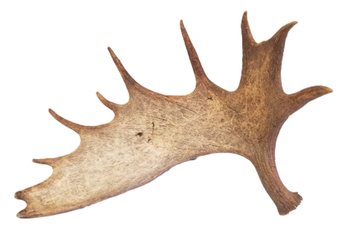 Vintage Single Genuine Large Moose Antler