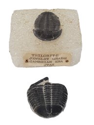 Two Prehistoric Two Trilobite Jewelry Grade Fossils - Cambrian Era Utah