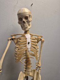 Vintage 1950s Anatomical Medical Skeleton- 33.5' Tall- 3rd Party Shipping