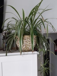 Large Spider Plant With Beautiful Ceramic Pot