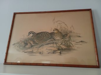 Ortyx Virginianus Early Bird Print