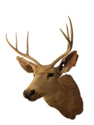 Stag Head ( Taxidermy ) . A 6 Point Buck