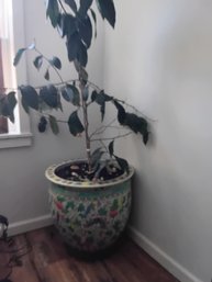 Enormous Asian Ceramic Planter With Lemon Tree