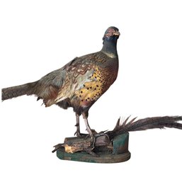 Full-Size Taxidermy Pheasant  Dramatic Mount With Long Tail Feathers