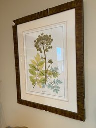 Pair Of Framed Botanicals Of Angelica & Heracleum
