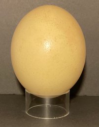 Vintage Real Ostrich Egg