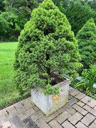 Cement Planter, With Tree