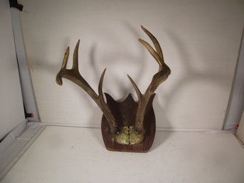 Early Deer Antler 8-point Mount