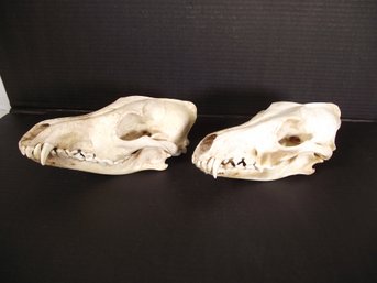 Lot Of 2 Taxidermy Coyote Skulls
