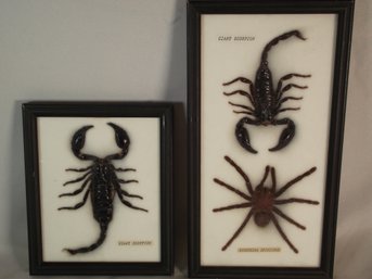 Lot Of Three (3) Framed Insects - Taxidermy