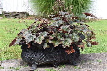 French Cast Iron Jardiniere With Coral Bell Plant