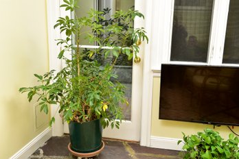 Live Arboricola Plant On Stand With Casters