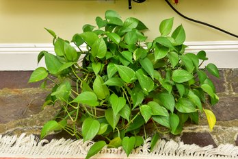 Live Pothos Plant In Planter