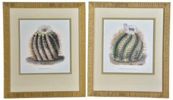 Pair Of Framed Botanical Prints Of The Golden Barrel Cactus