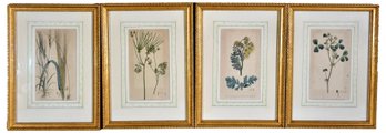 Set Of Four Framed Botanical Engravings By F.P. Nodder