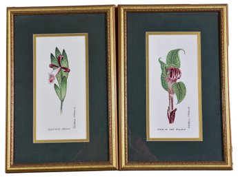 Pair Of Framed Botanical Prints