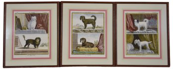 Set Of Three Framed Etchings Of Dog Breeds
