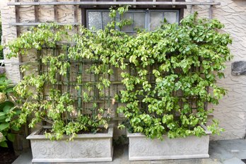 Pair Of Large Concrete Planters With Trellis And Live Plants