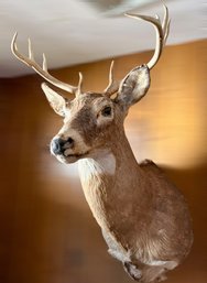 10 Point Whitetail Deer Taxidermy Wall Mount.