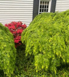 A  Weeping Dwarf Japanese Maple - Right Facing House